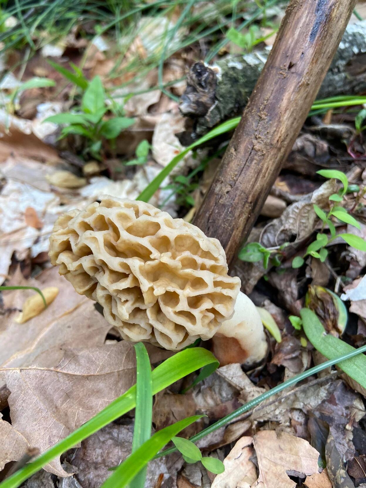 Photo_Lifestyles_CityNatureChallenge_2.jpg mushroom